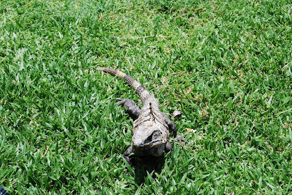 Spotting Image 1