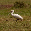 eurasian spoonbill