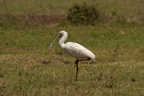 Spotting Image 1