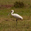 eurasian spoonbill
