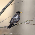 American Robin (leucistic)