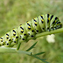 Black Swallowtail Caterpillar