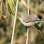 Verdin