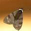 clear wing moth
