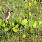 Green Heron
