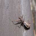 Assassin Bug