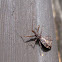 Assassin Bug