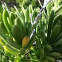 Tassel plant
