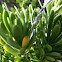 Tassel plant