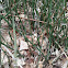 Horsetail
