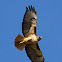 Red-tailed Hawk