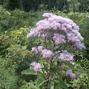 Sweet Joe-Pye Weed