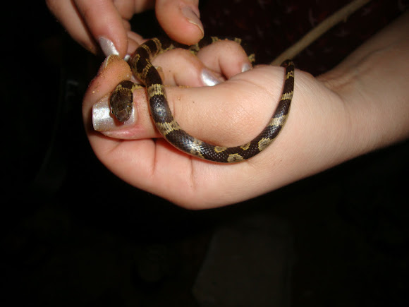 Spotting Image 1