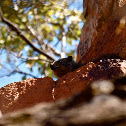 Rock hyrax