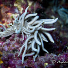 Briareum Phyllodesmium