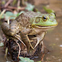 American bullfrog