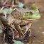 American bullfrog