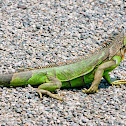 Iguana