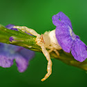 crab spider