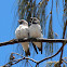 White-breasted Woodswallow