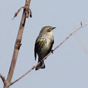 Yellow-rumped Warbler