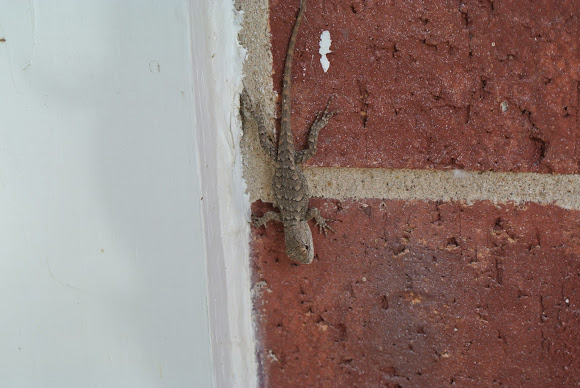 Spotting Image 1