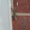 Texas Spiny Lizard