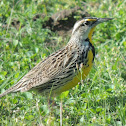 Eastern Meadowlark