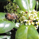 Honey Bees
