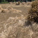 Wheat