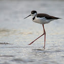 White-backed Stilt