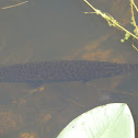 Florida Gar