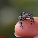 Jumping Spider