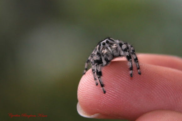 Spotting Image 1