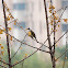 light-vented bulbul