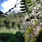 Fern