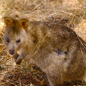 Quokka