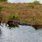 American Alligator