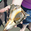 Knobbed Whelk