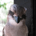 Kookaburra