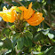 African Tulip Tree