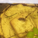 Cress bug