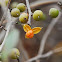 Oriental Bittersweet