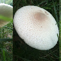 possibly Lepiota americana