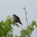 Red-winged Blackbird