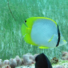 Spotfin Butterflyfish