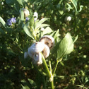 Snails