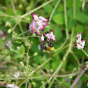 Abella(gal)/Abeja(es)