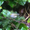 Golden-crowned kinglet