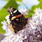 Red Admiral